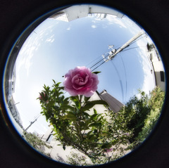ツバキ