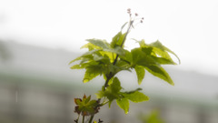 秋雨