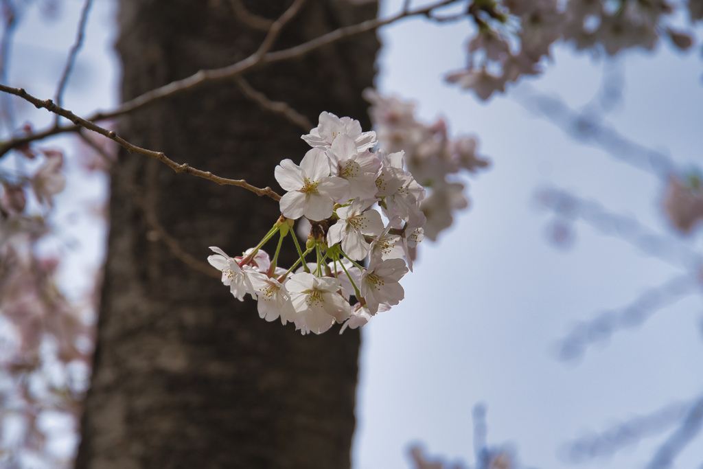 桜～満開～