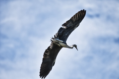 か～い～ちょう～