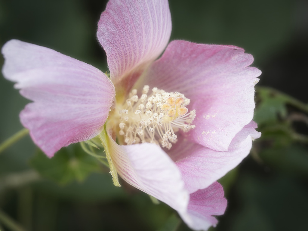 マクロレンズを持って散歩