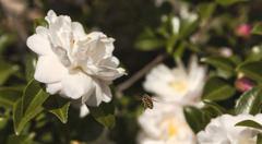 山茶花とミツバチ