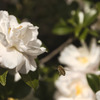 山茶花とミツバチ