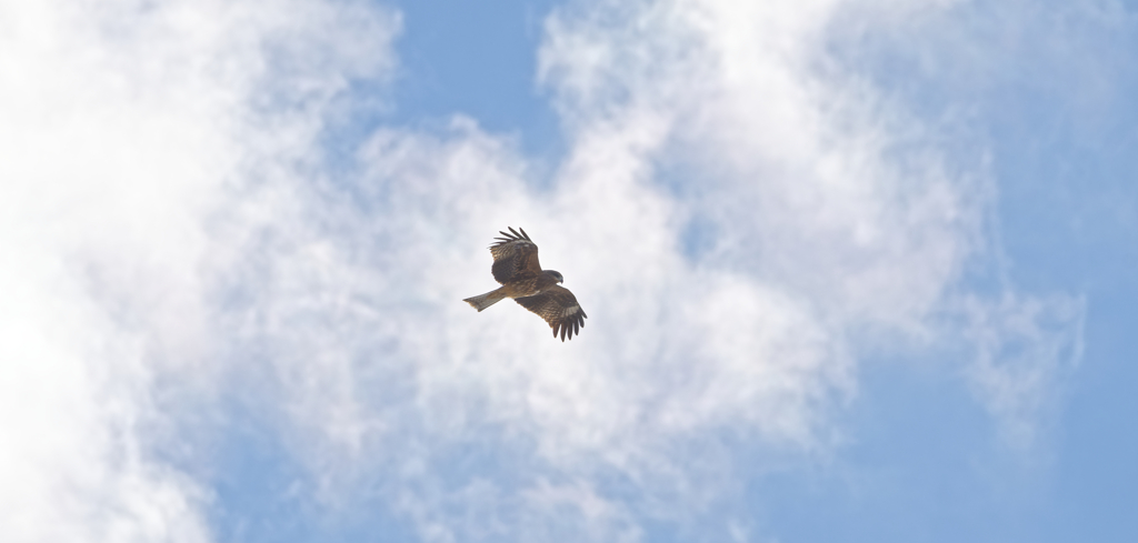 鳶が舞う