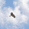 鳶が舞う