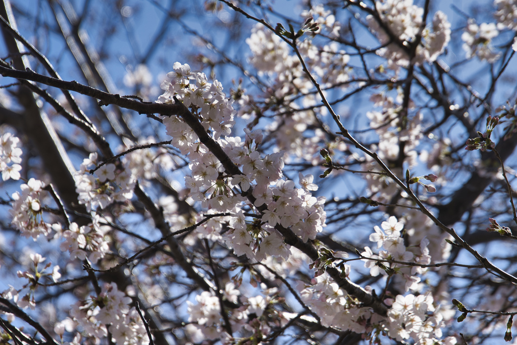 桜