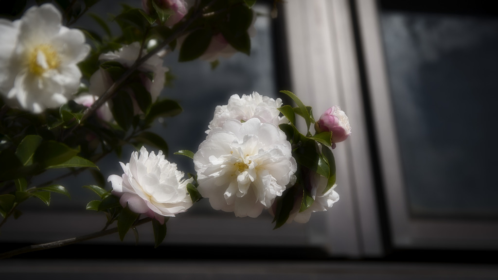 山茶花