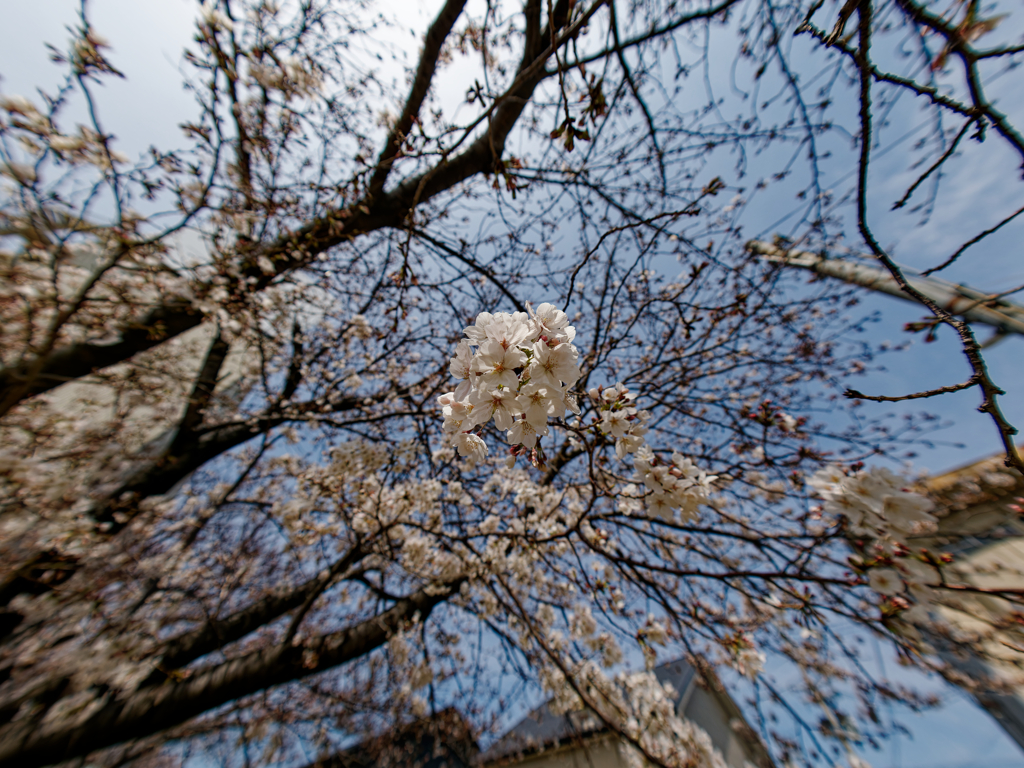 桜