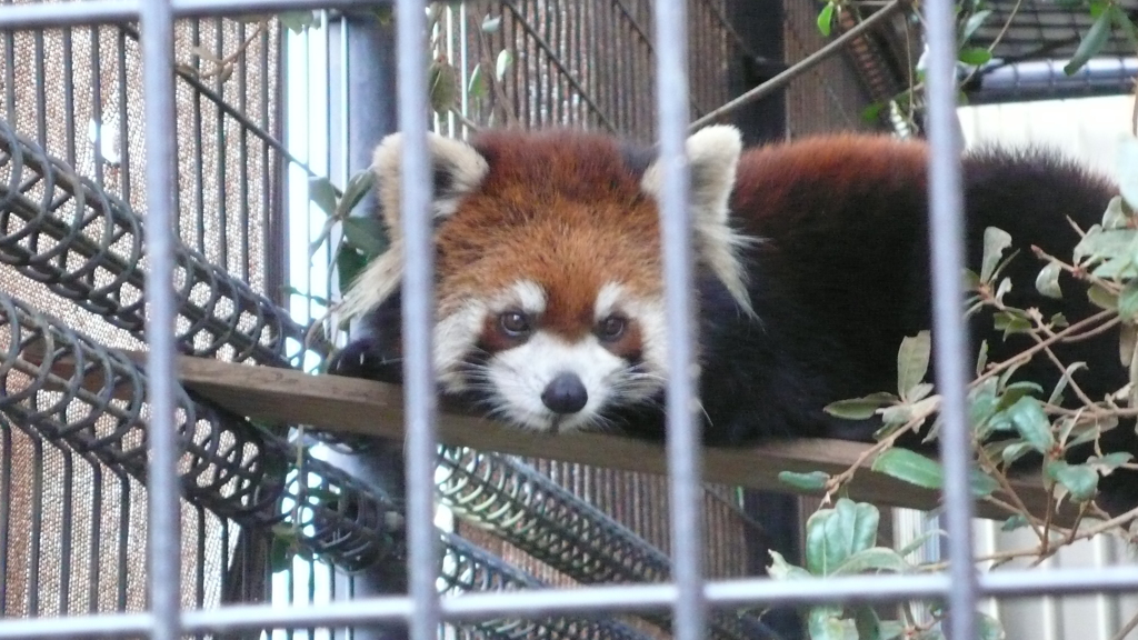 レッサーパンダ