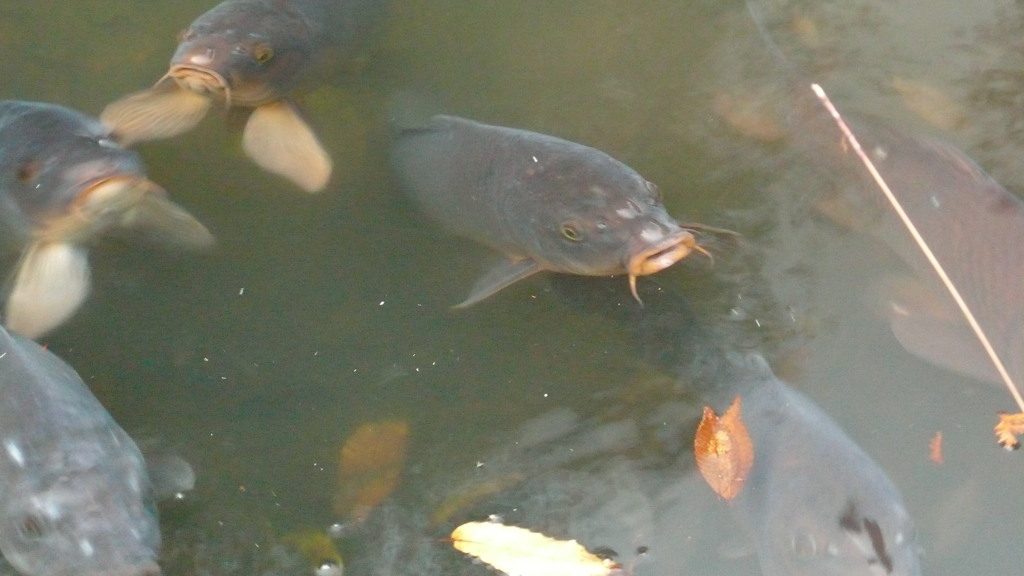 池 魚兄弟