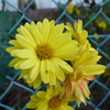 庭の花１