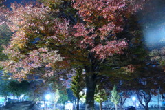 夜の樹木絵