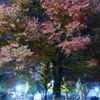 夜の樹木絵