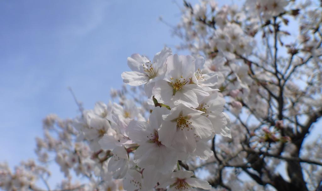 桜・風景