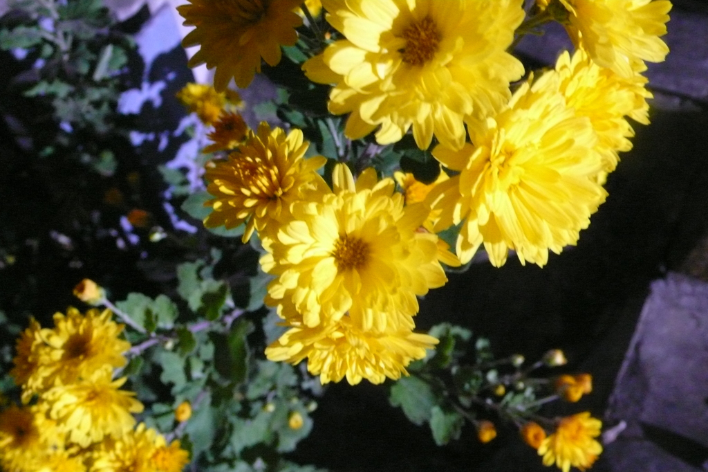 夜中風吹く中咲く花