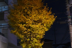 夜中道路沿いの木葉