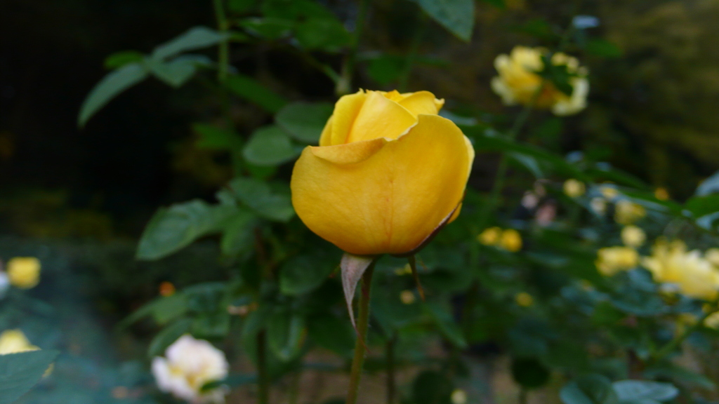 花公園 黄色