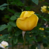 花公園 黄色
