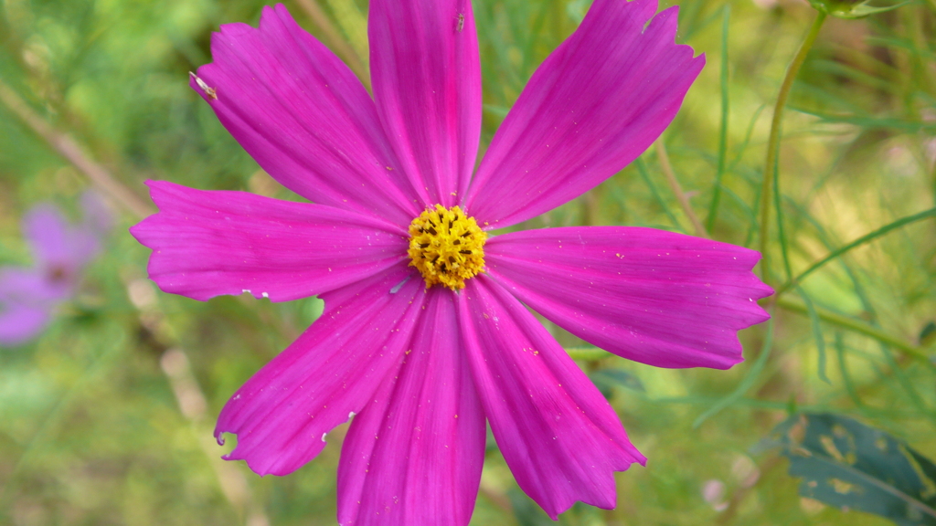 花 自然 きれい