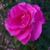花公園 ピンク