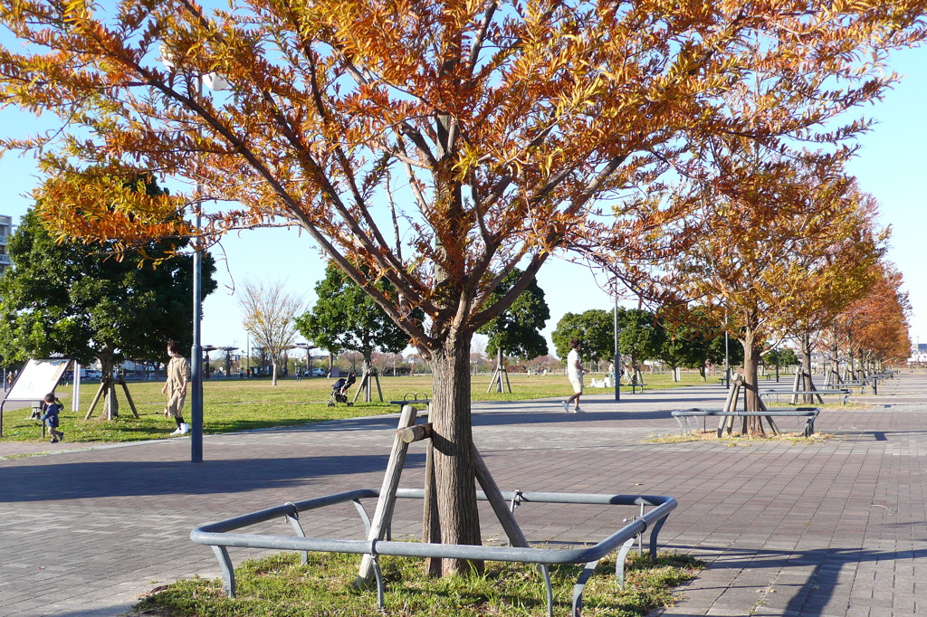 紅葉木々