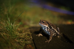 雨上がりの夜に