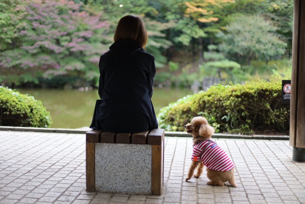 色づき始めの東屋にて