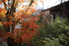 東京はまだ紅葉