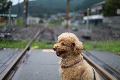 めったに閉まらない踏切にて