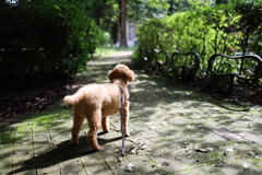 晩夏の木漏れ日