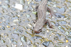 アカハライモリ