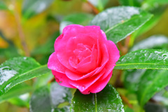 山茶花