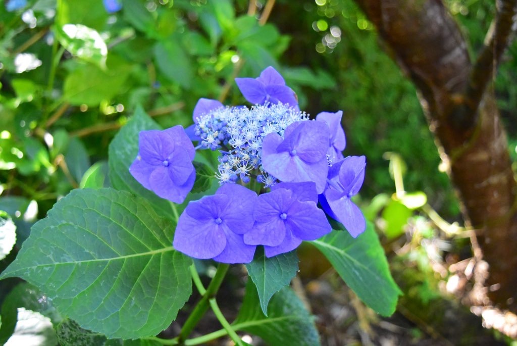 紫陽花