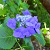 紫陽花