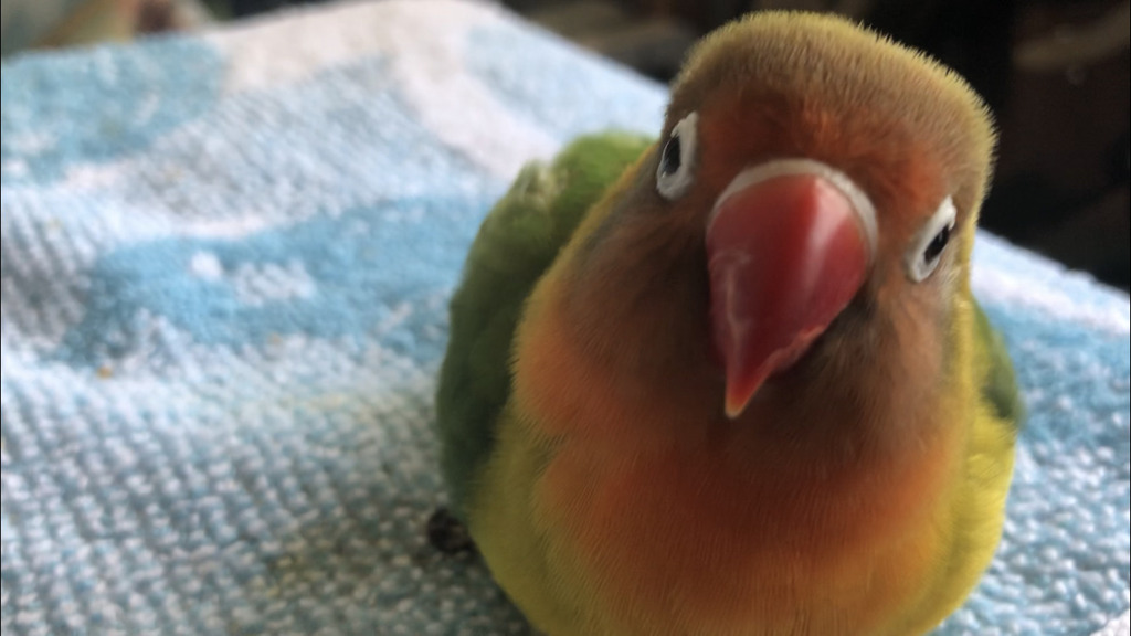 ボタンインコ