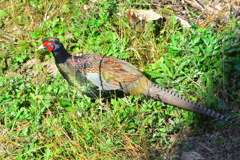 雉1
