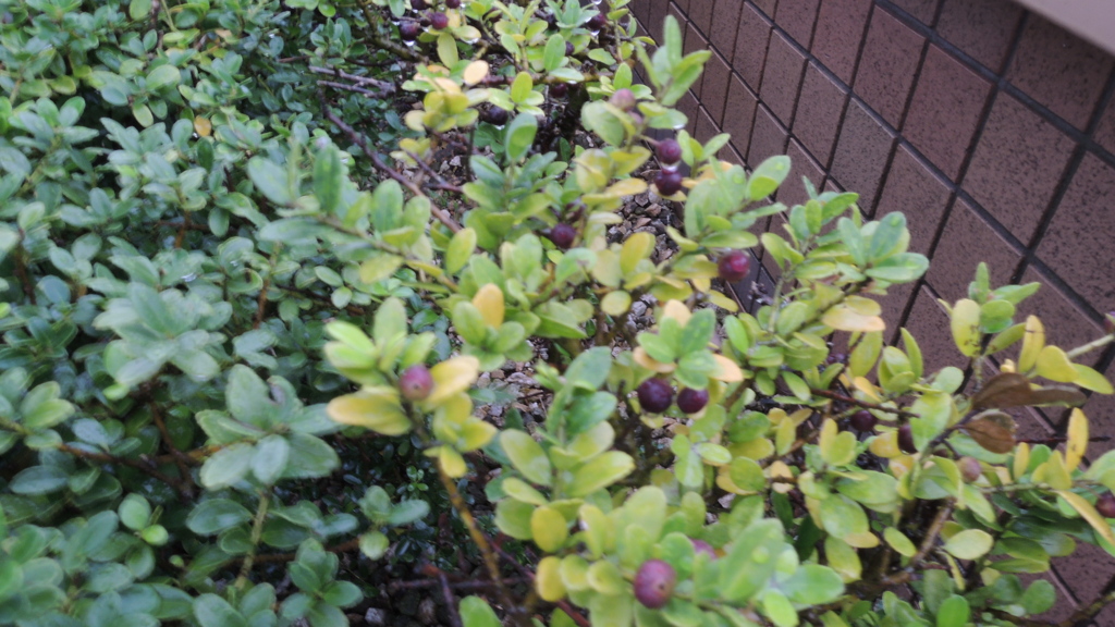 何かの実撮ってみました。