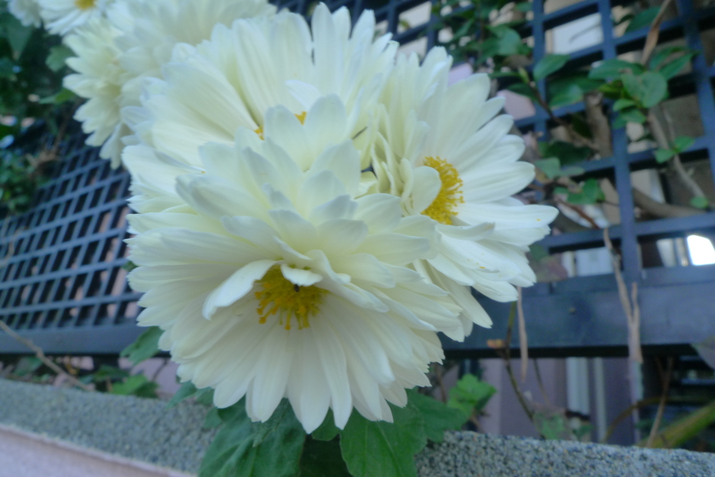 花々３