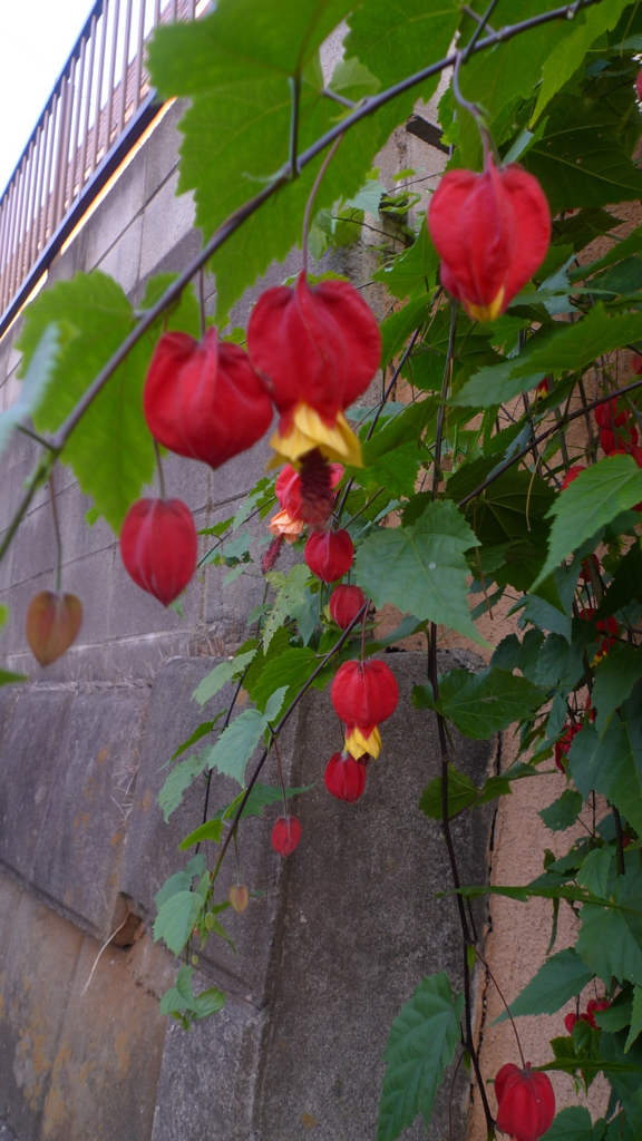 赤花葉