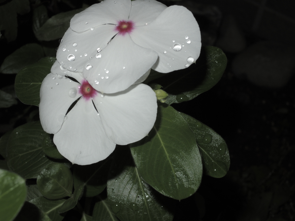 夜道の白花＊雨跡