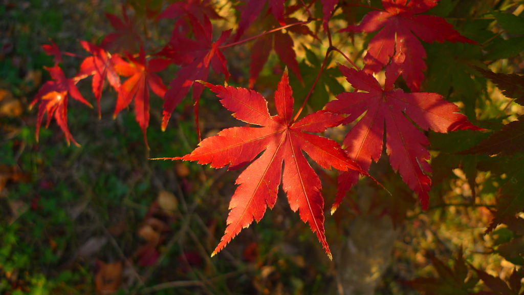 紅葉 １１２１