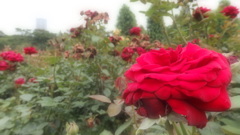 幻想的な紅の薔薇