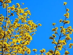 春黄金花咲き乱れる。
