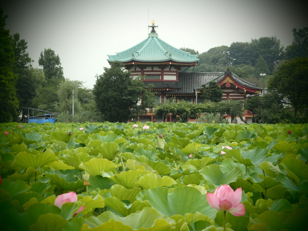 寺と蓮