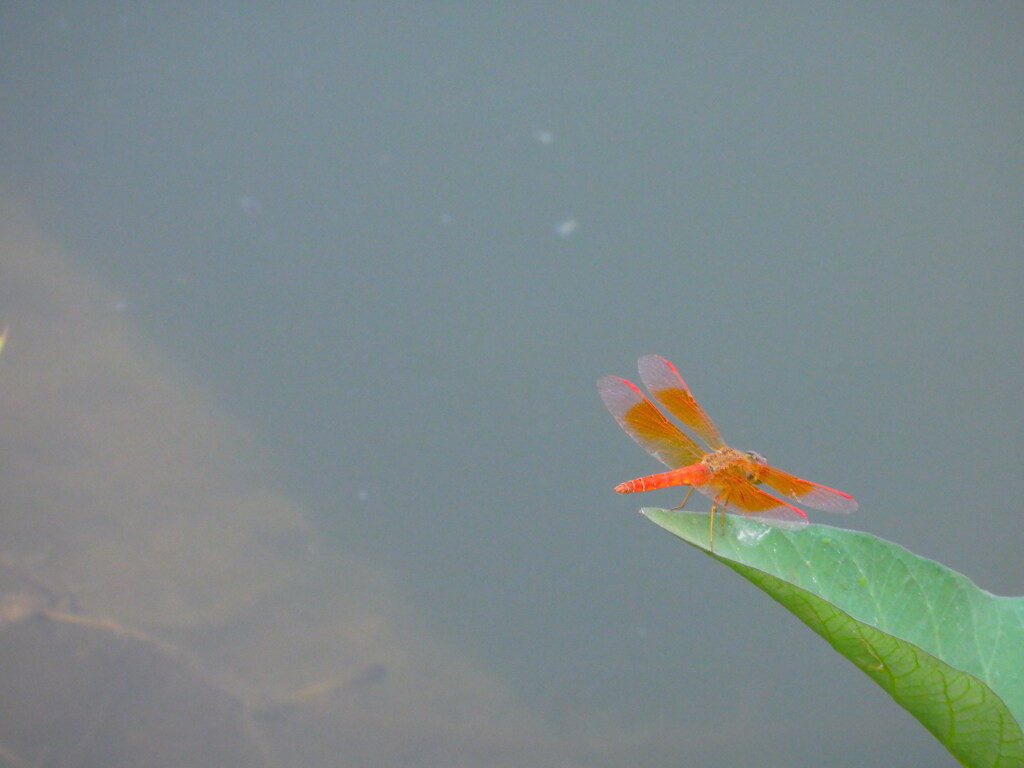 綺麗な朱色