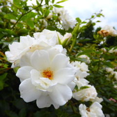 雪のように白い薔薇