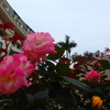 薔薇多し。