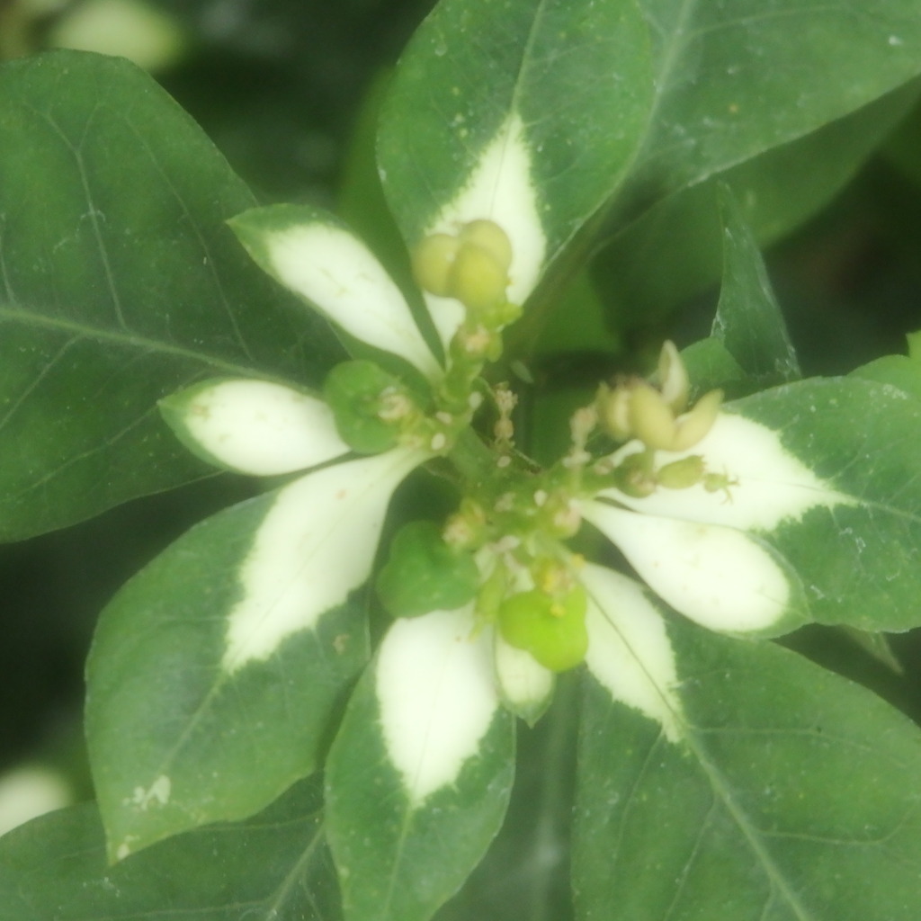 白と緑のショウジョウソウ