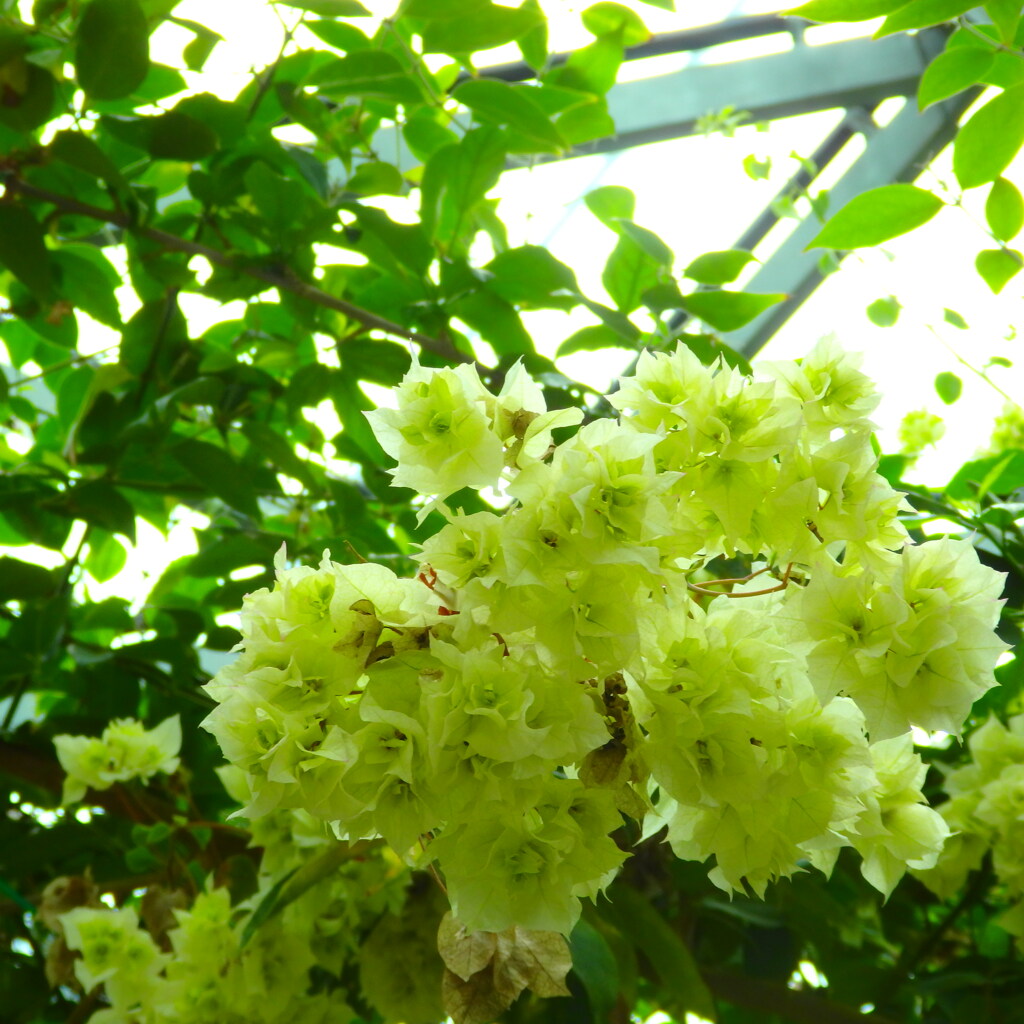 ブーゲンビリア