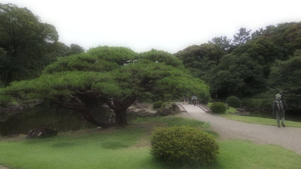 幻想的な日本庭園